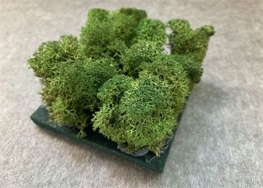 Painéis de parede acústicos do musgo 3d da natureza para a prova do oídio da decoração da planta verde das paredes